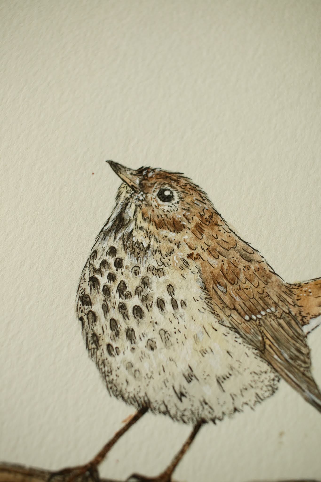 Hermit Thrush - Original Watercolour Painting