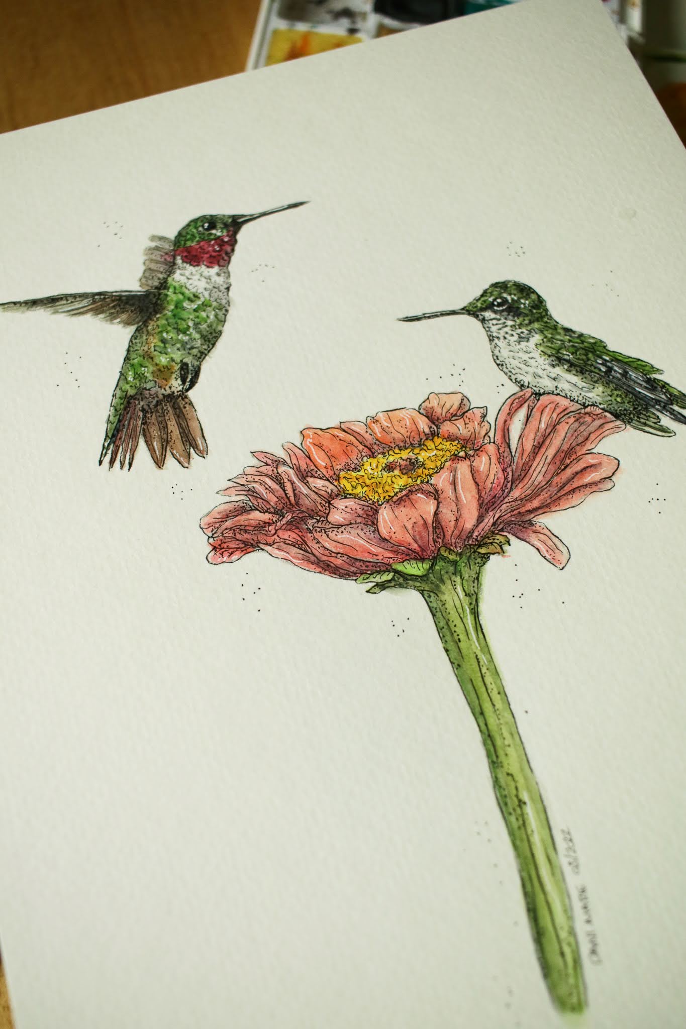 Ruby Throated Humming Birds - Original Watercolour Painting