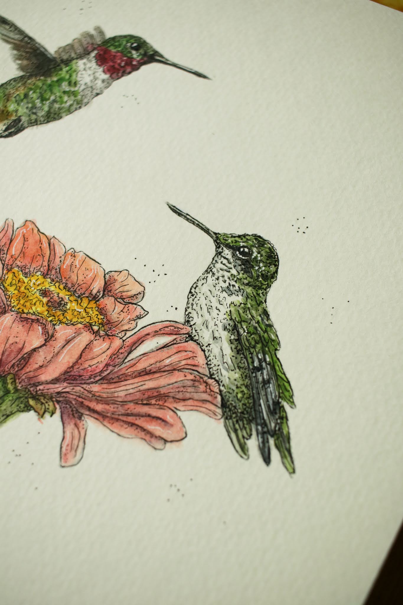 Ruby Throated Humming Birds - Original Watercolour Painting