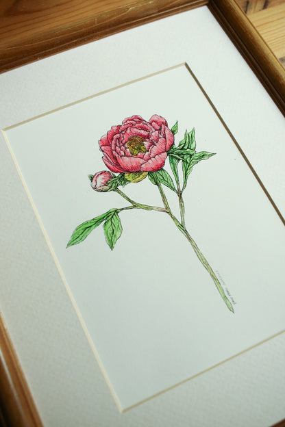 Coral Charm Peony