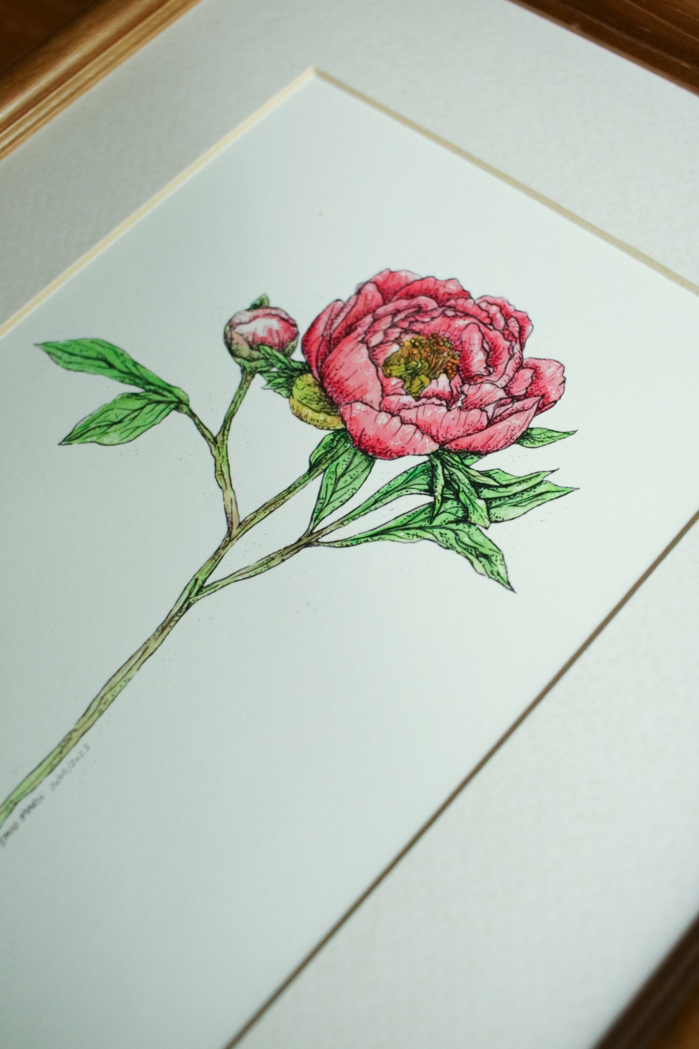 Coral Charm Peony