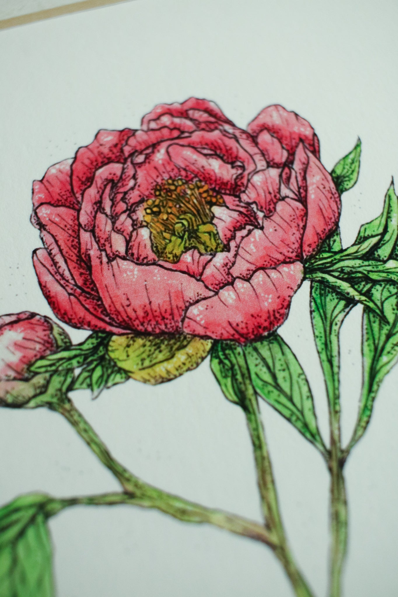 Coral Charm Peony