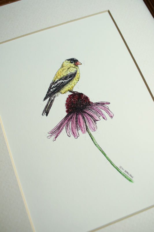 American Gold Finch