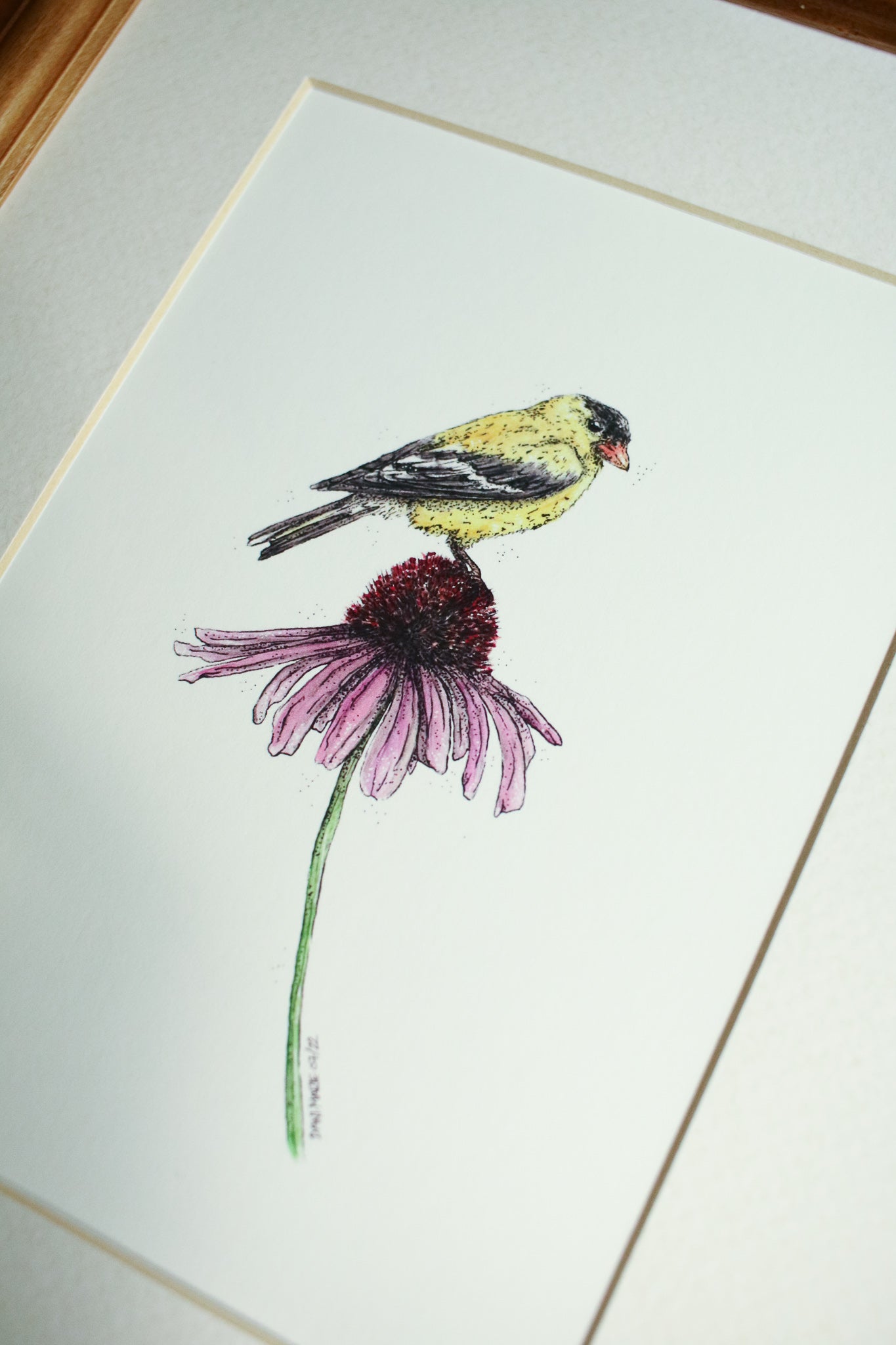 American Gold Finch