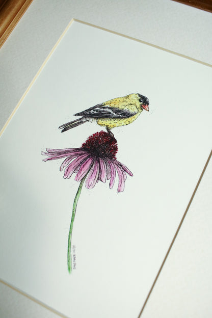American Gold Finch