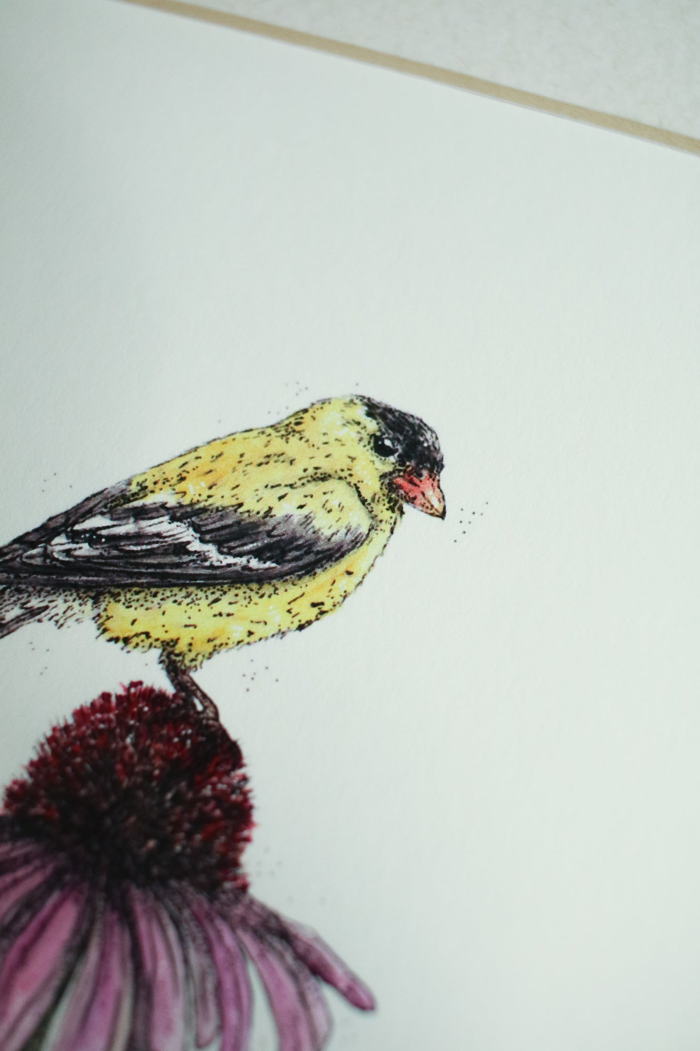 American Gold Finch