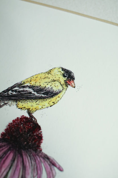 American Gold Finch
