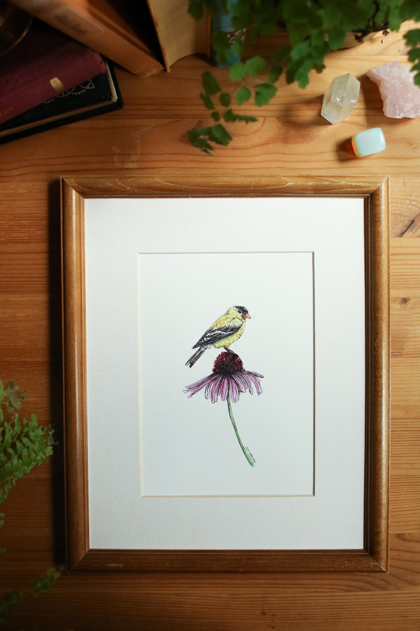 American Gold Finch