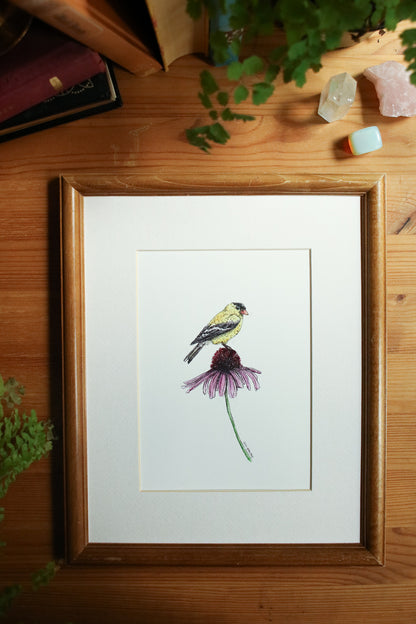 American Gold Finch