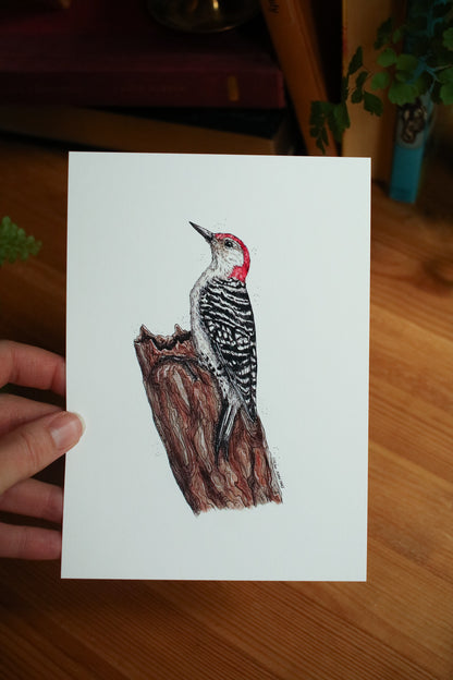 Red-Bellied Woodpecker