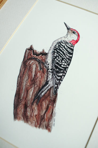 Red-Bellied Woodpecker