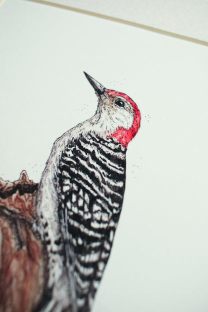 Red-Bellied Woodpecker