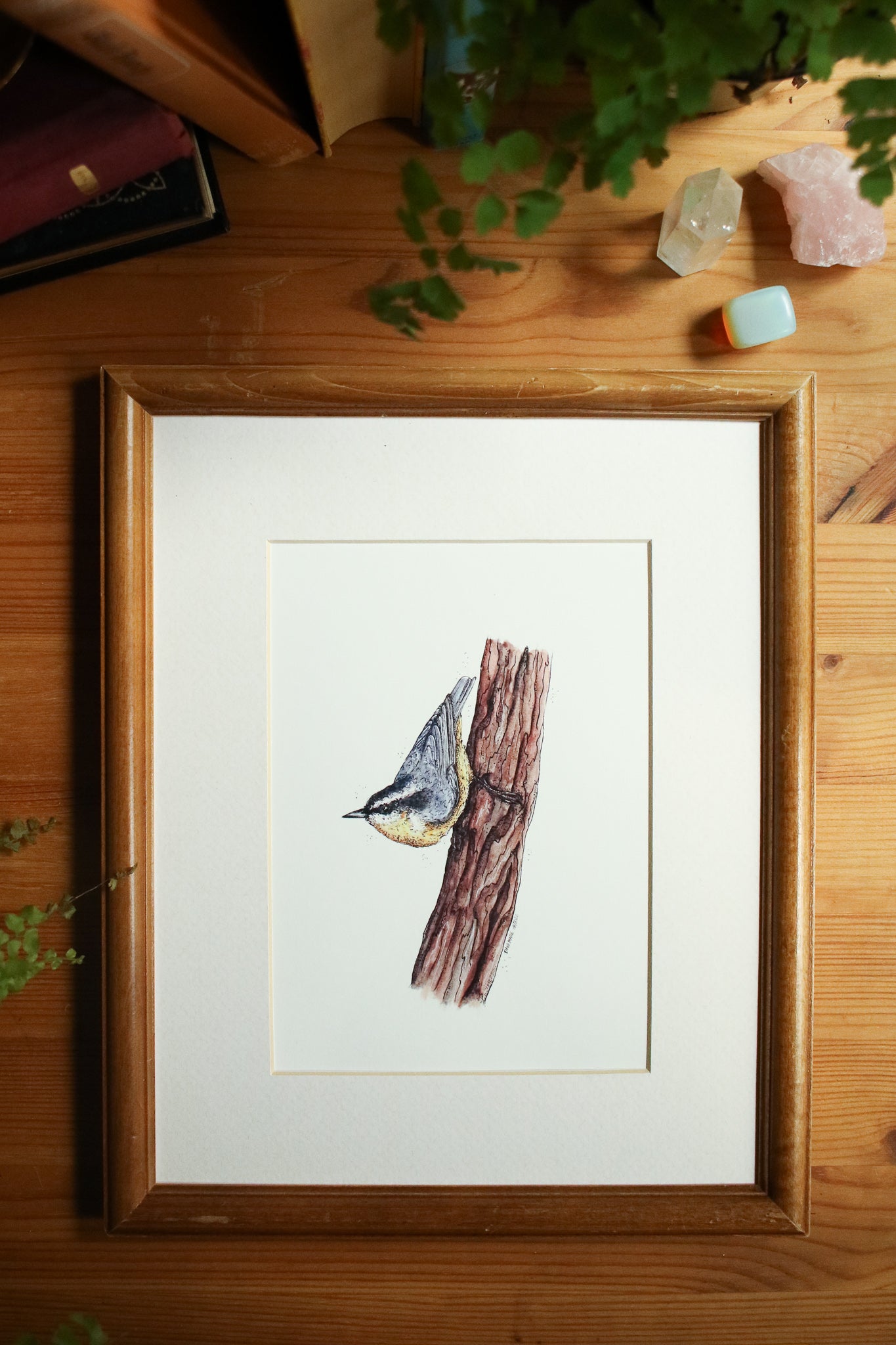 Nuthatch
