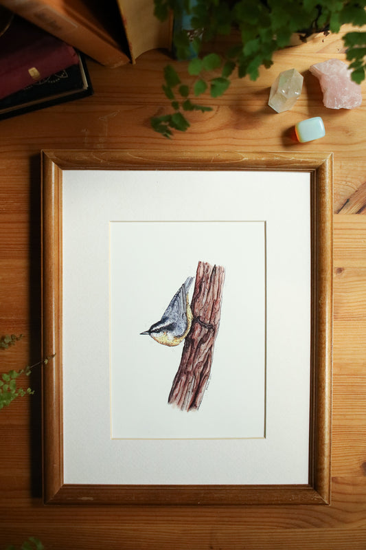 Nuthatch
