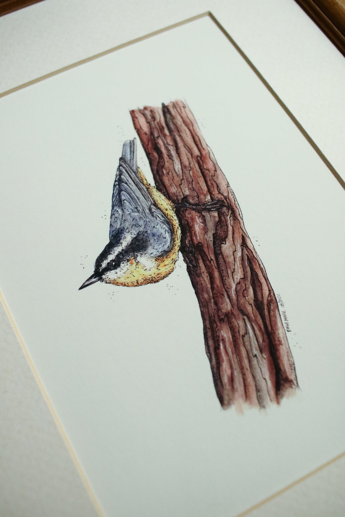 Nuthatch
