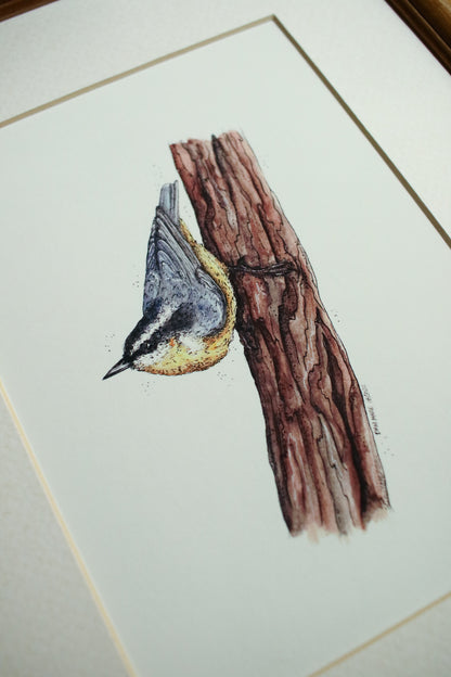 Nuthatch