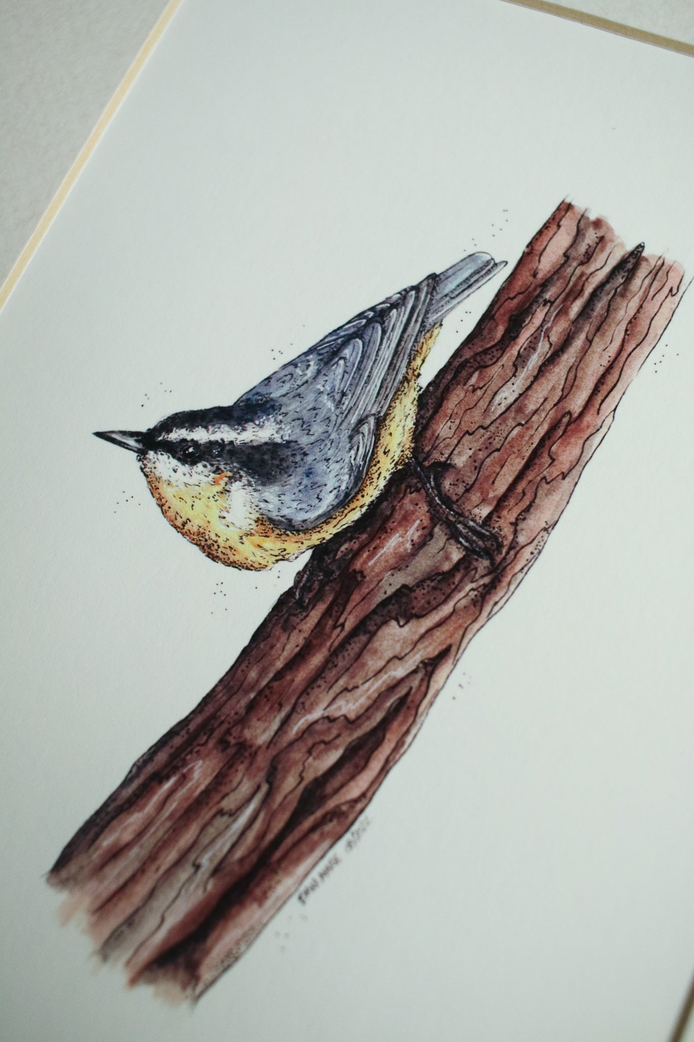Nuthatch