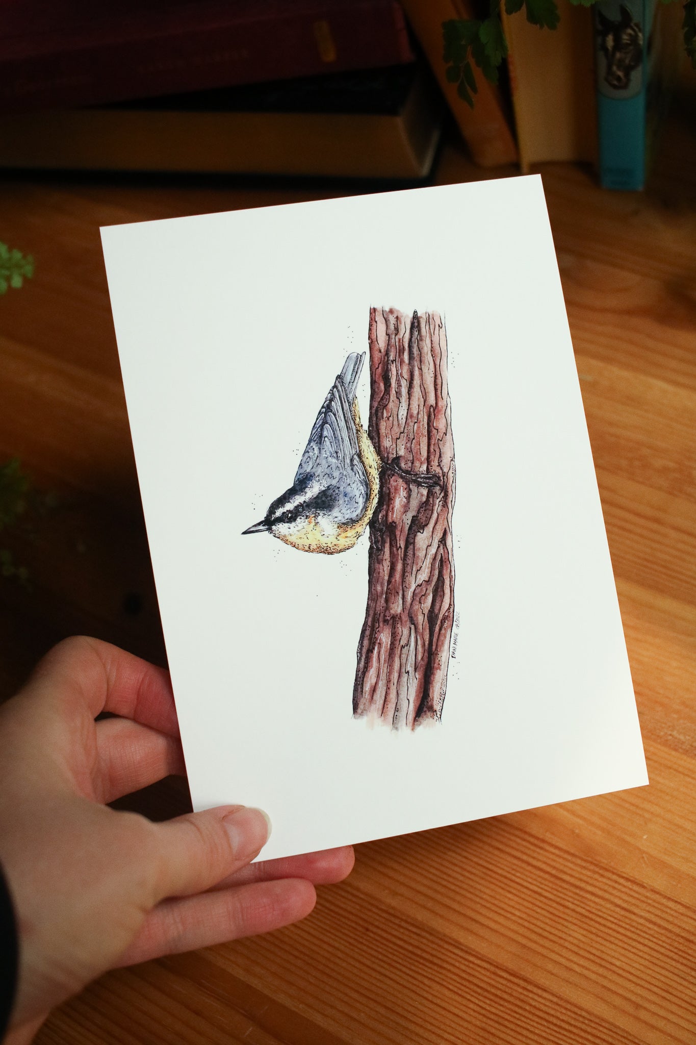 Nuthatch