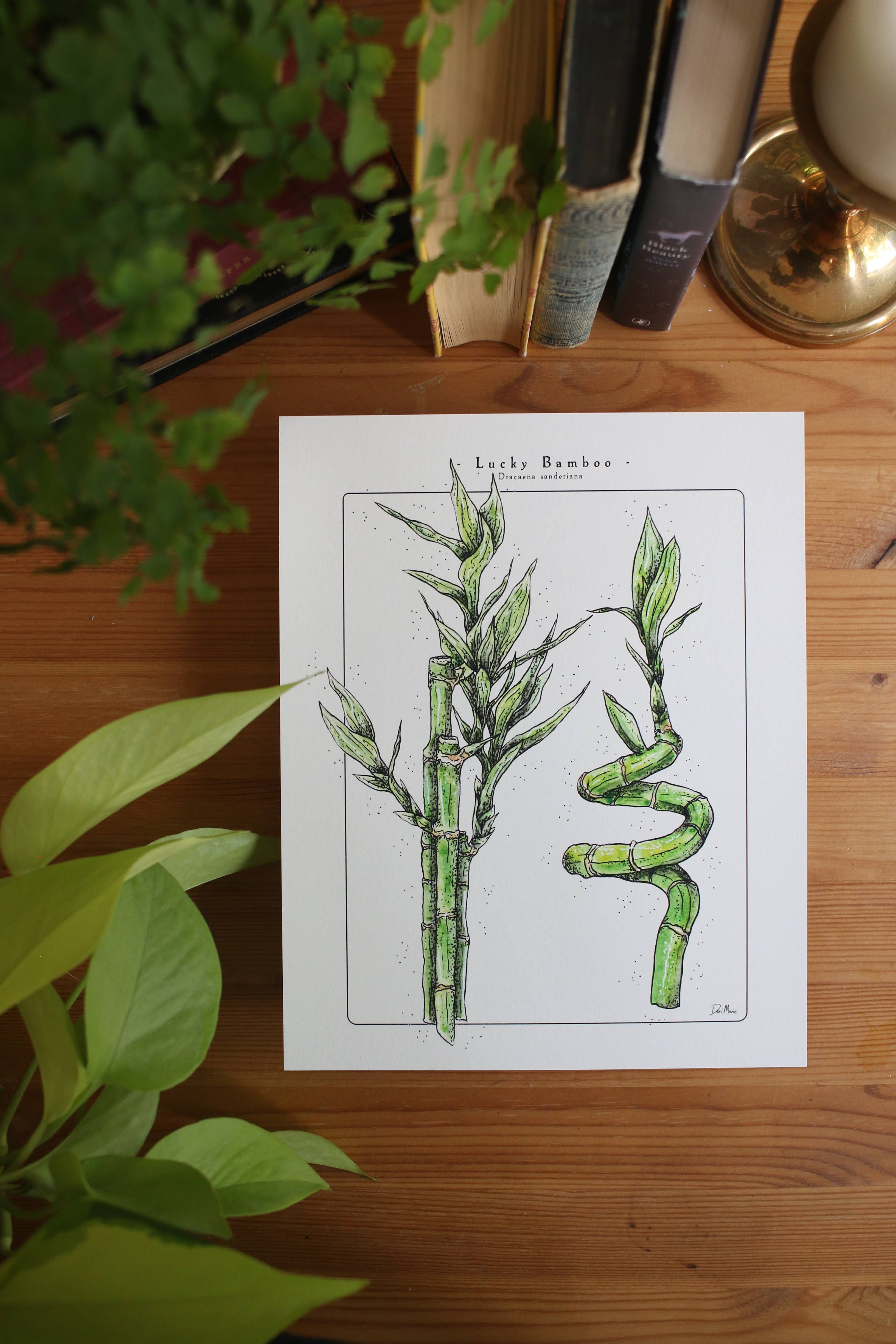 Picture displaying a art print of Lucky Bamboo, picture is 8x10 and is a watercolour illustration