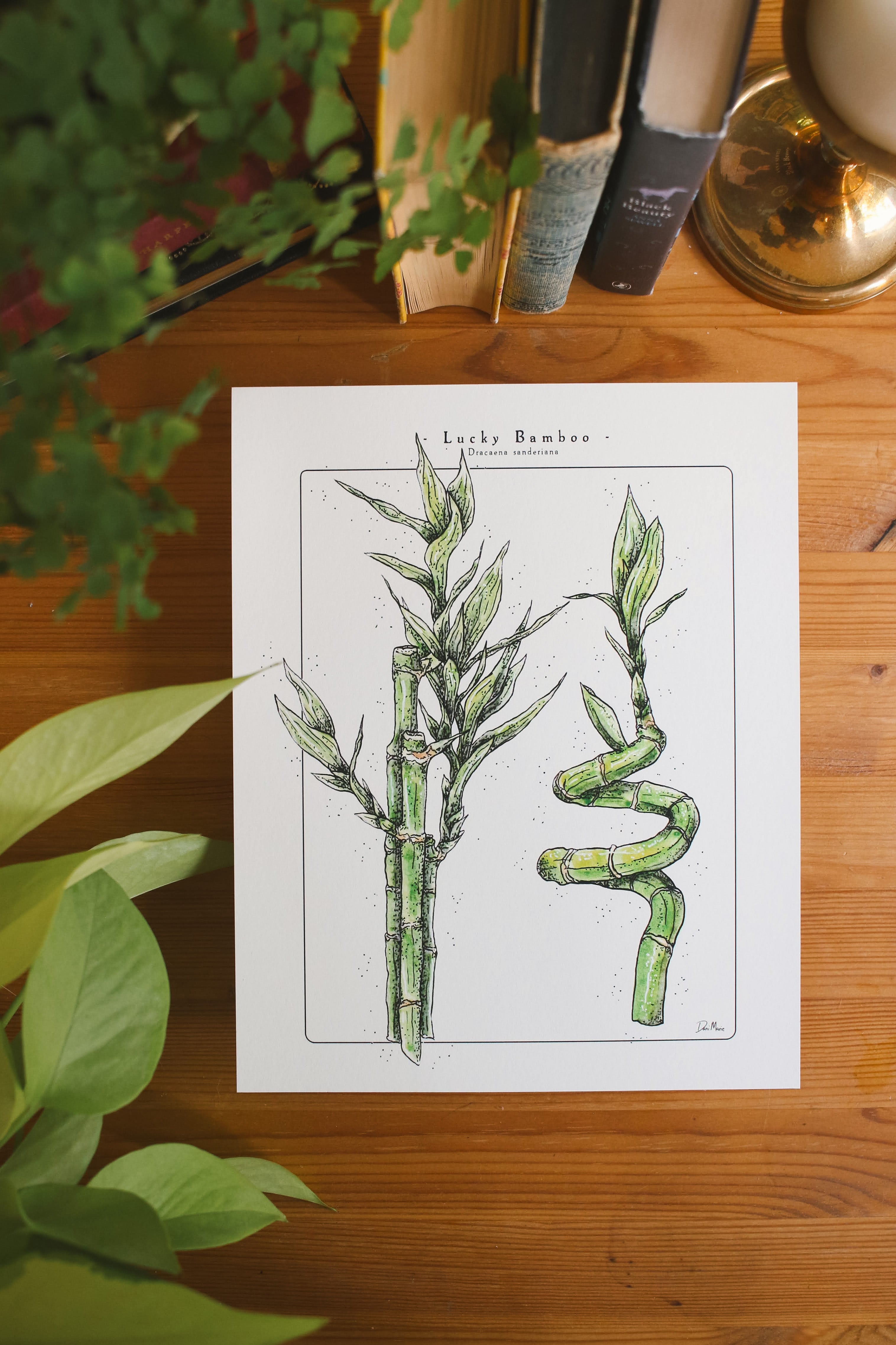Lucky Bamboo - Houseplant Infographic