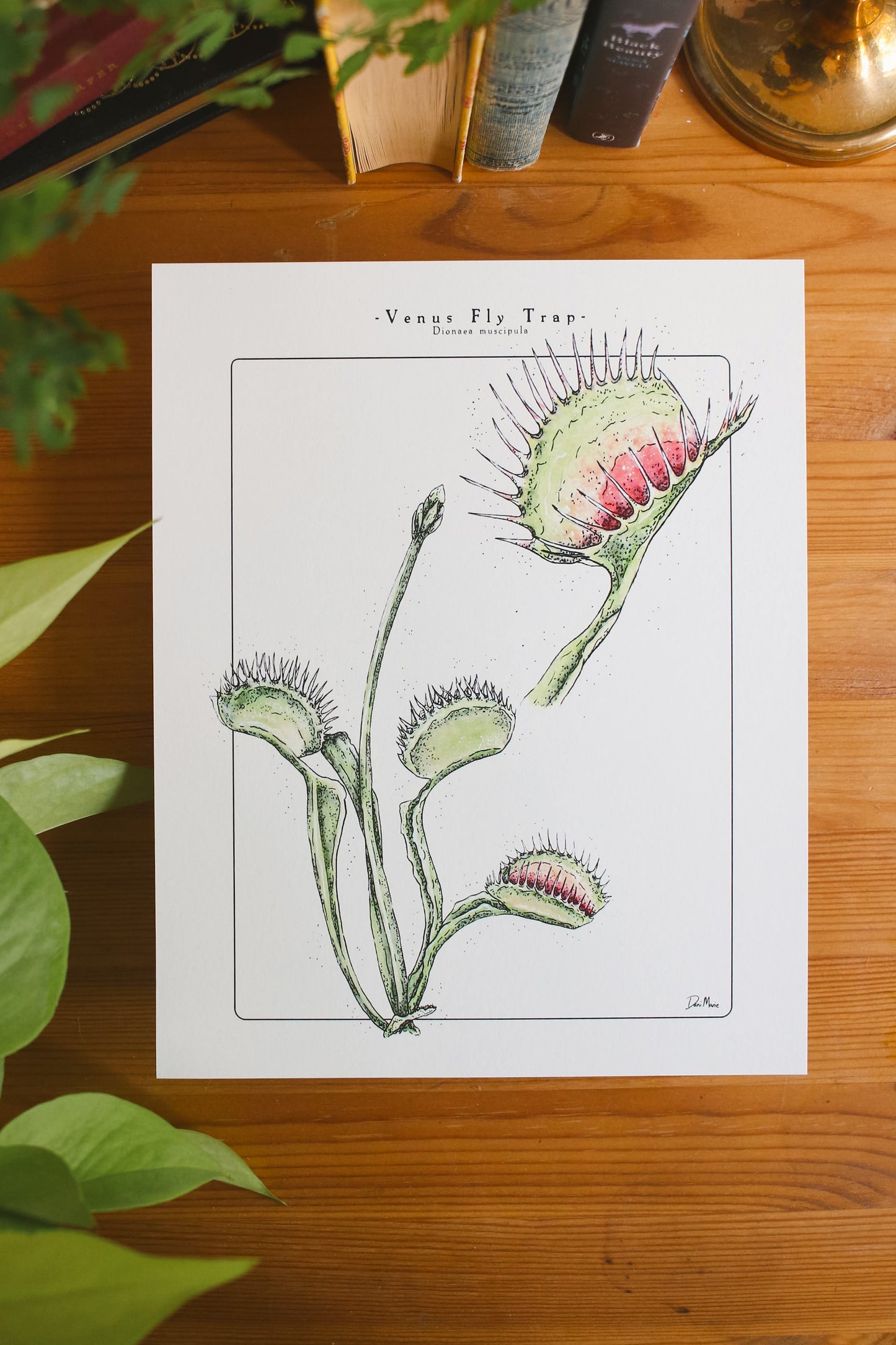 Venus Fly Trap - Houseplant Infographic