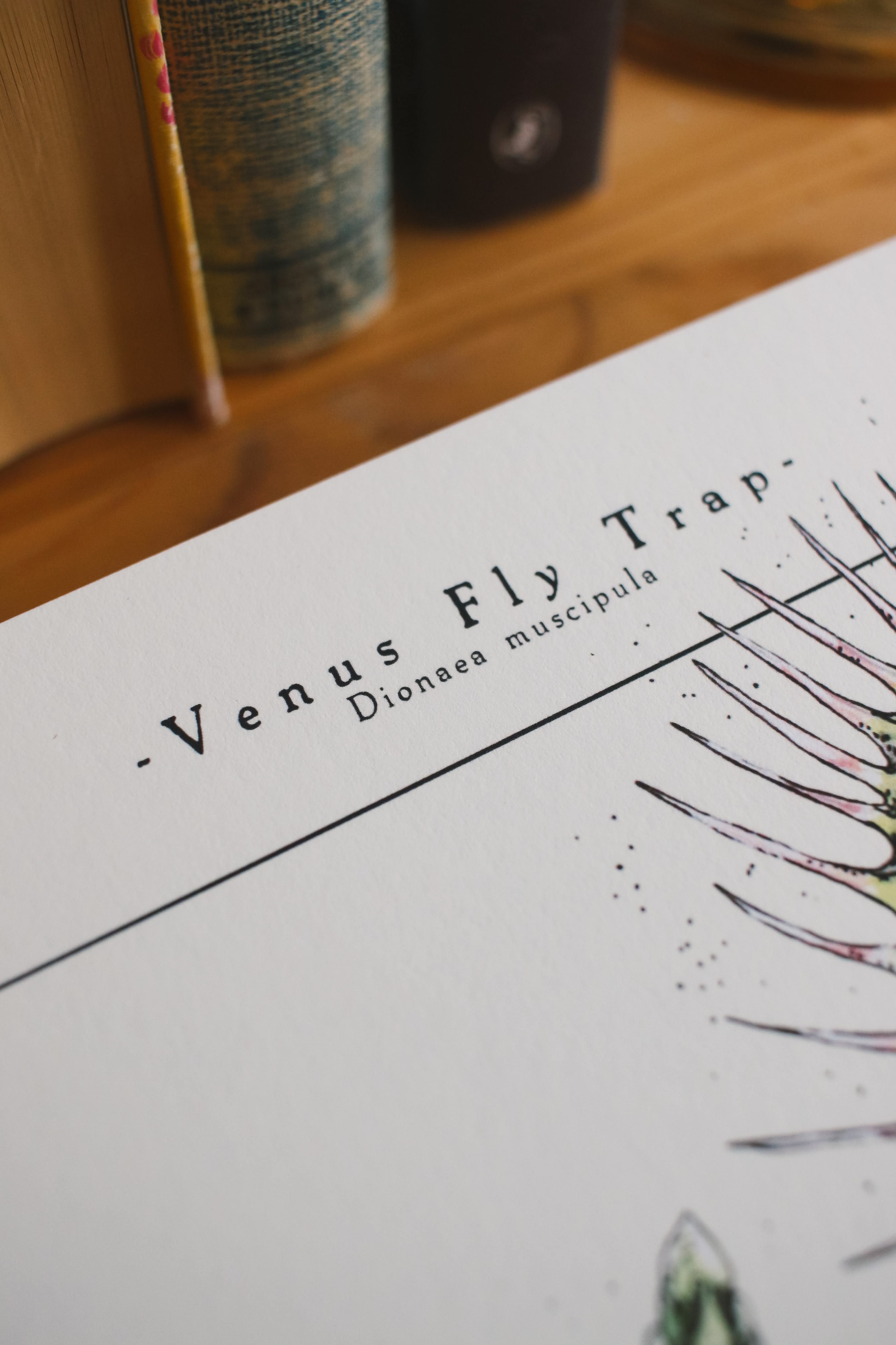 Venus Fly Trap - Houseplant Infographic
