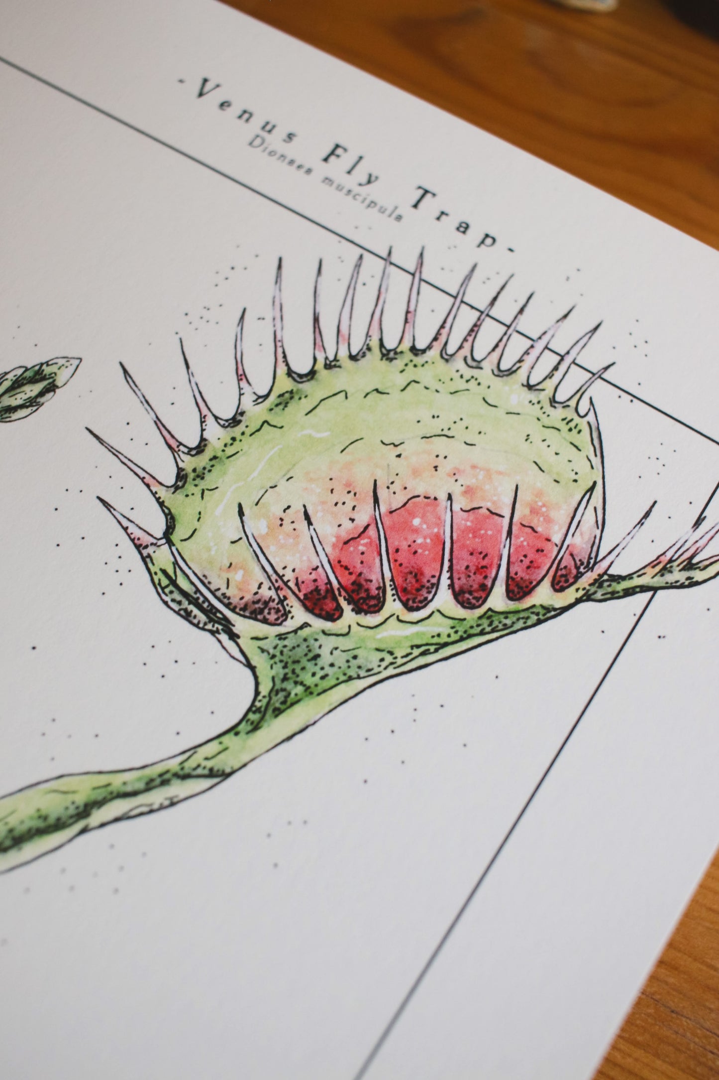 Venus Fly Trap - Houseplant Infographic