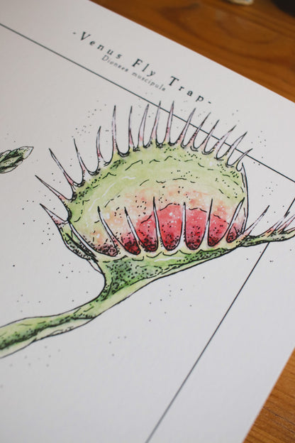 Venus Fly Trap - Houseplant Infographic