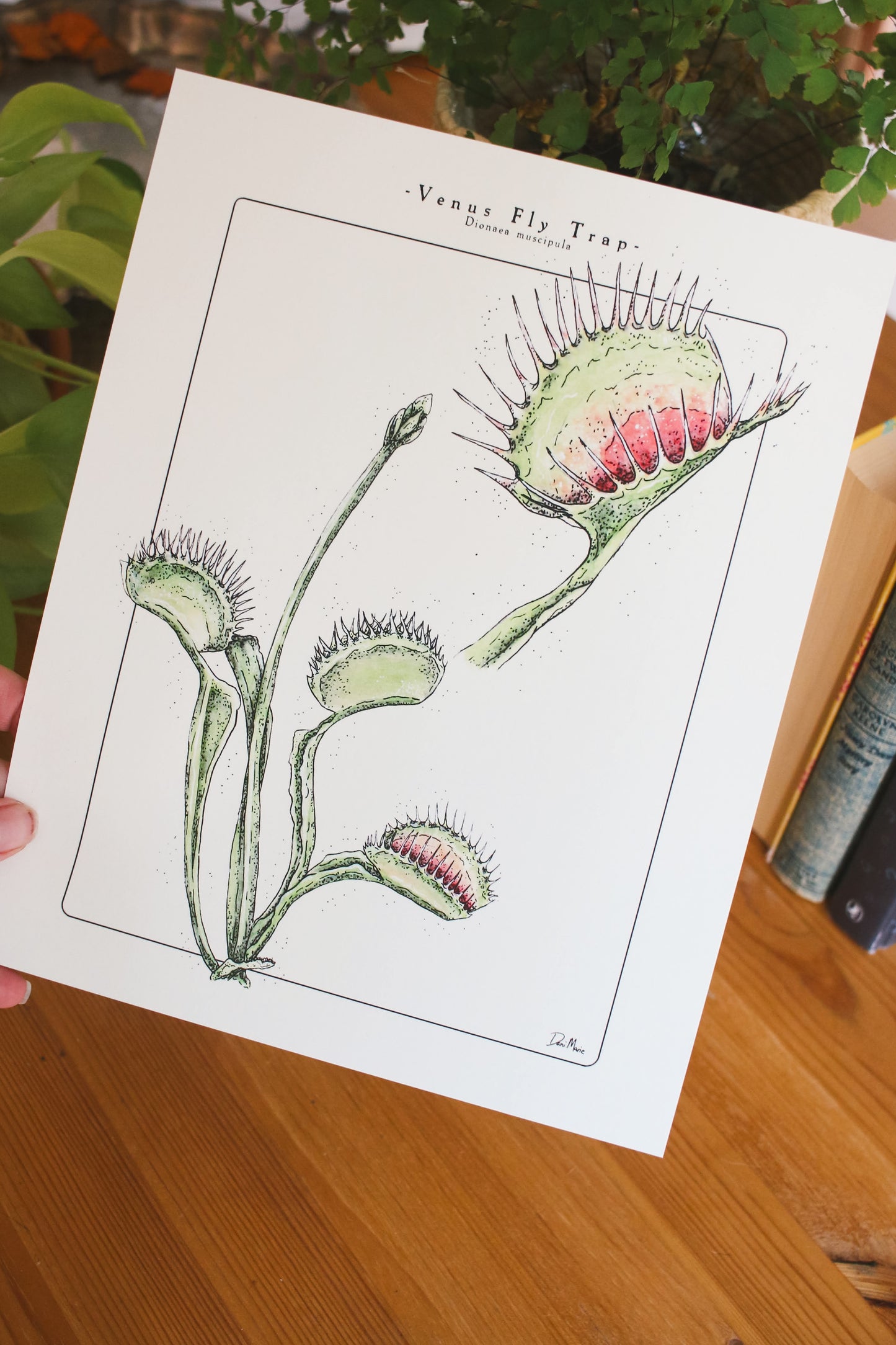 Venus Fly Trap - Houseplant Infographic