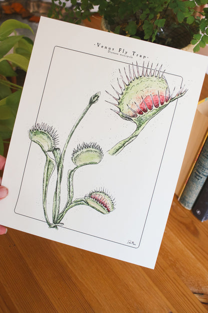 Venus Fly Trap - Houseplant Infographic