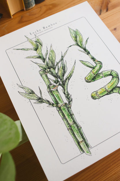 Lucky Bamboo - Houseplant Infographic