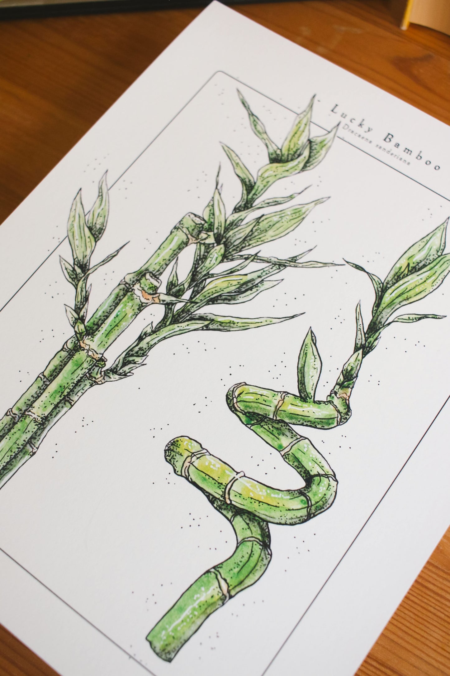 Lucky Bamboo - Houseplant Infographic