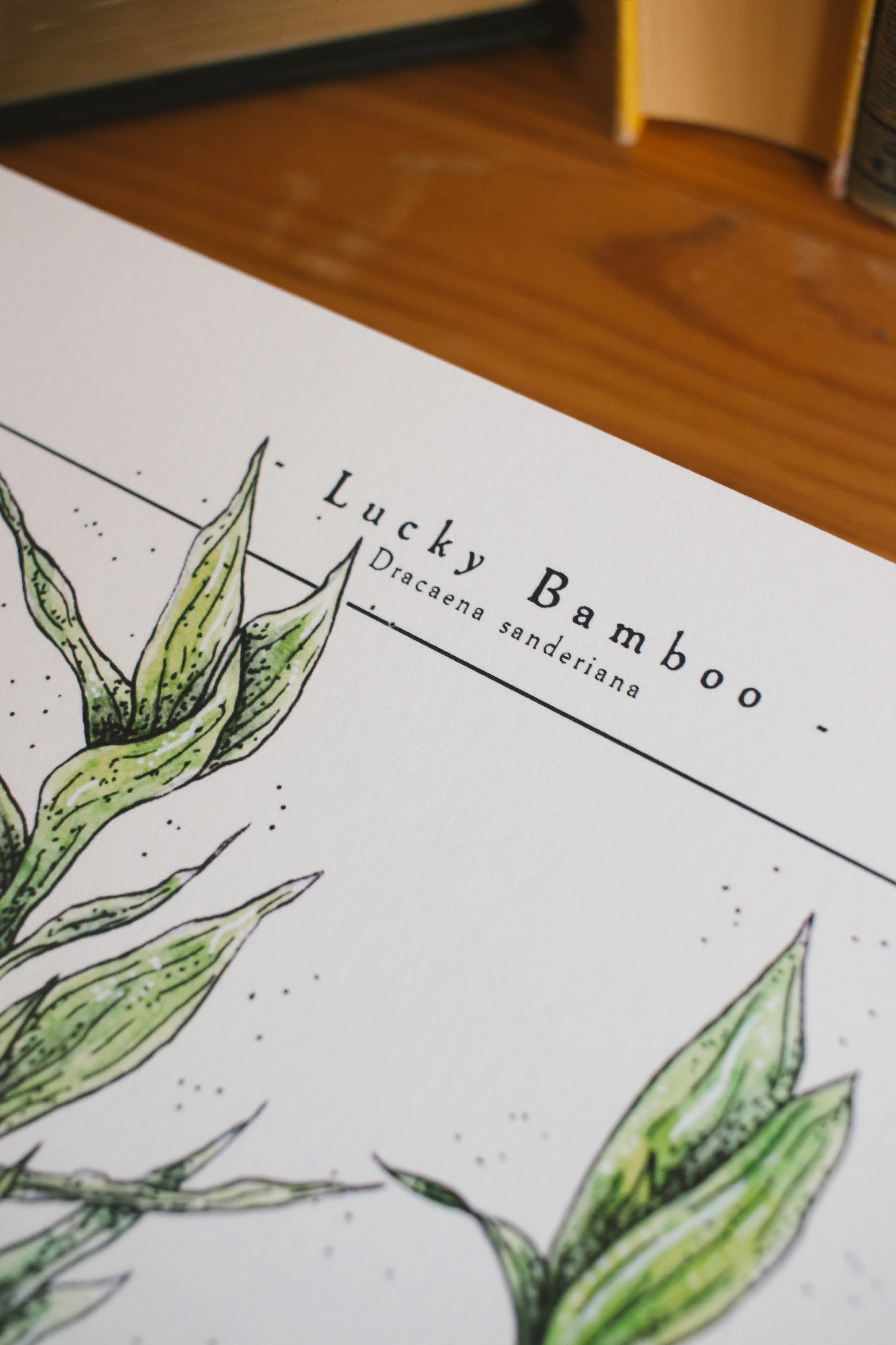 Close picture of the heading of the lucky bamboo art print. The print reads Lucky Bamboo, Dracaena Sanderiana