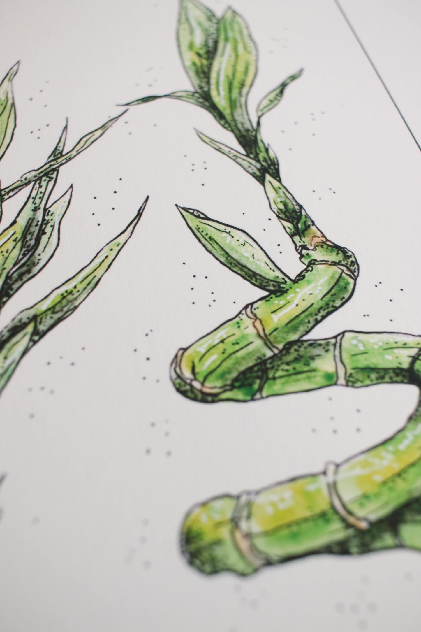Lucky Bamboo - Houseplant Infographic