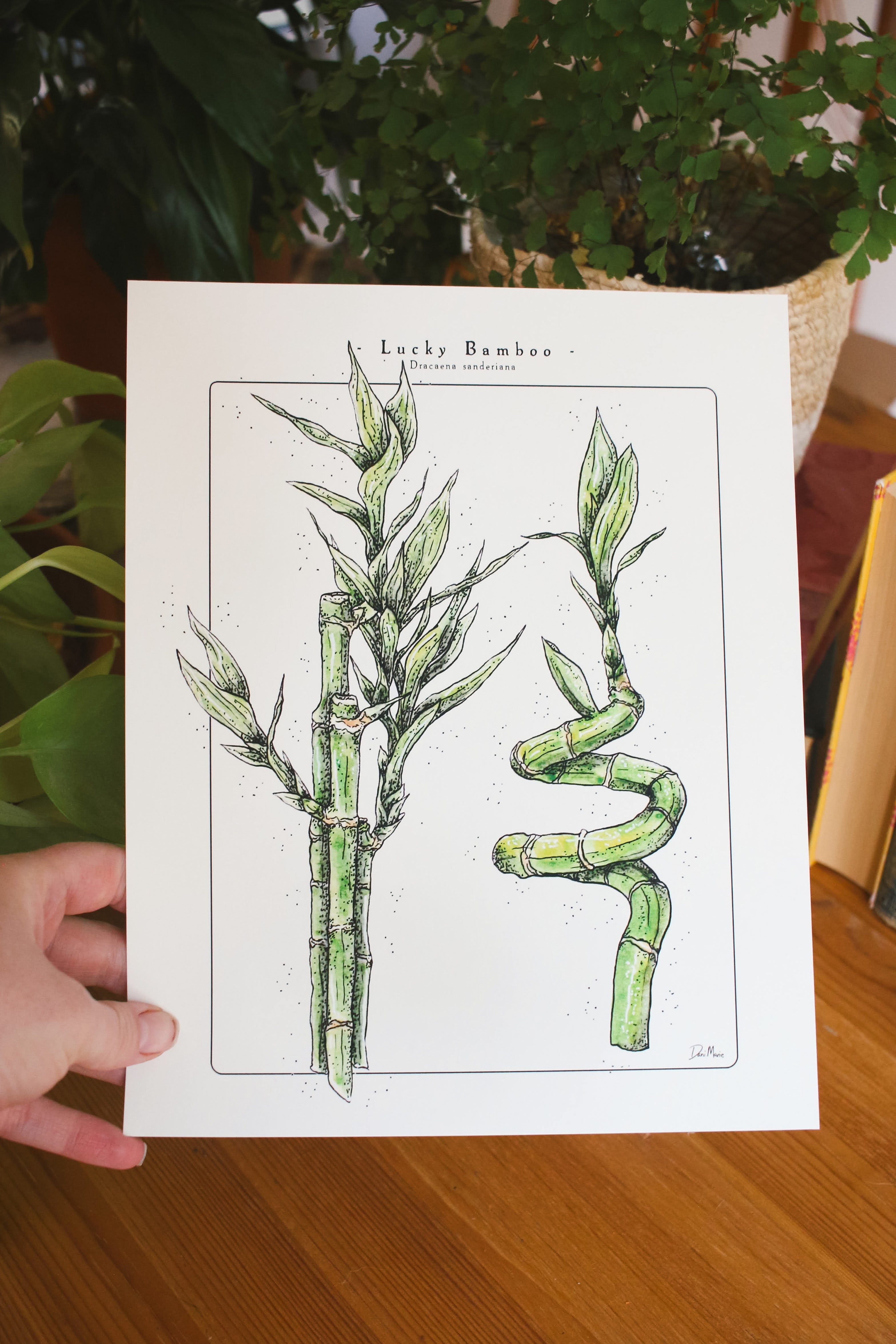 Lucky Bamboo - Houseplant Infographic