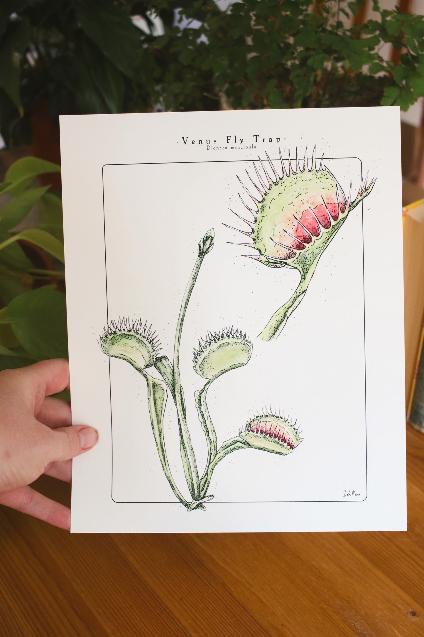 Venus Fly Trap - Houseplant Infographic