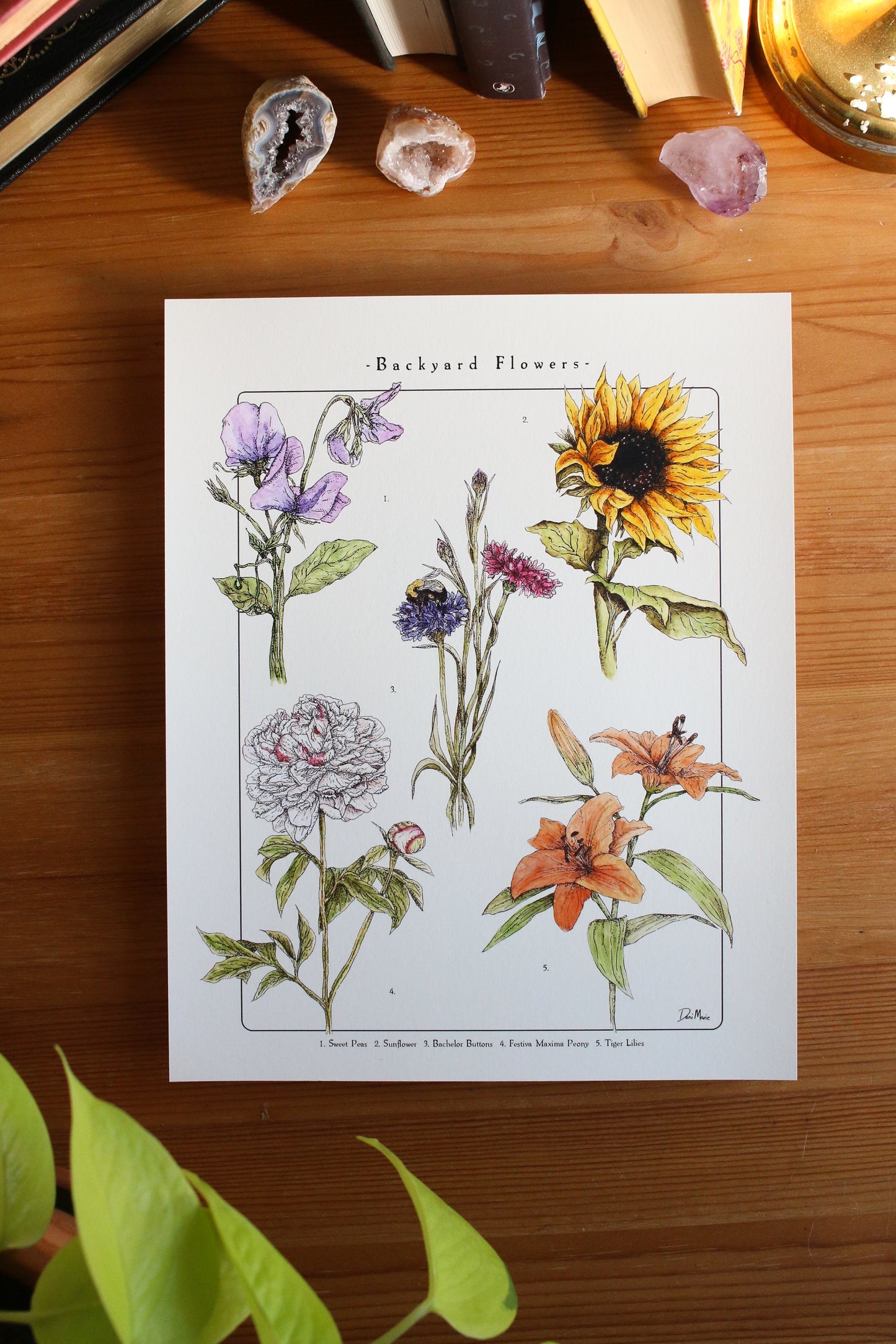 Backyard Flowers Print - Infographic