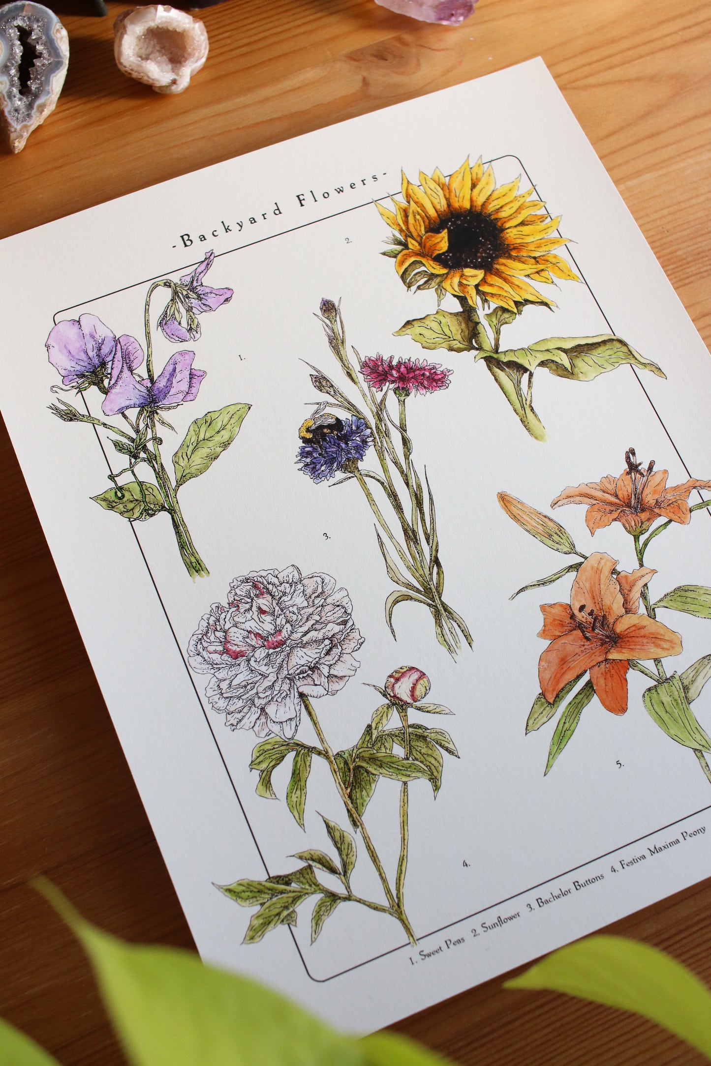 Backyard Flowers Print - Infographic
