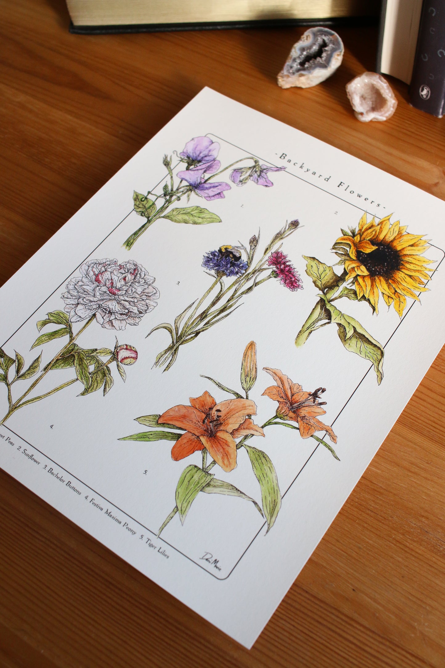 Backyard Flowers Print - Infographic