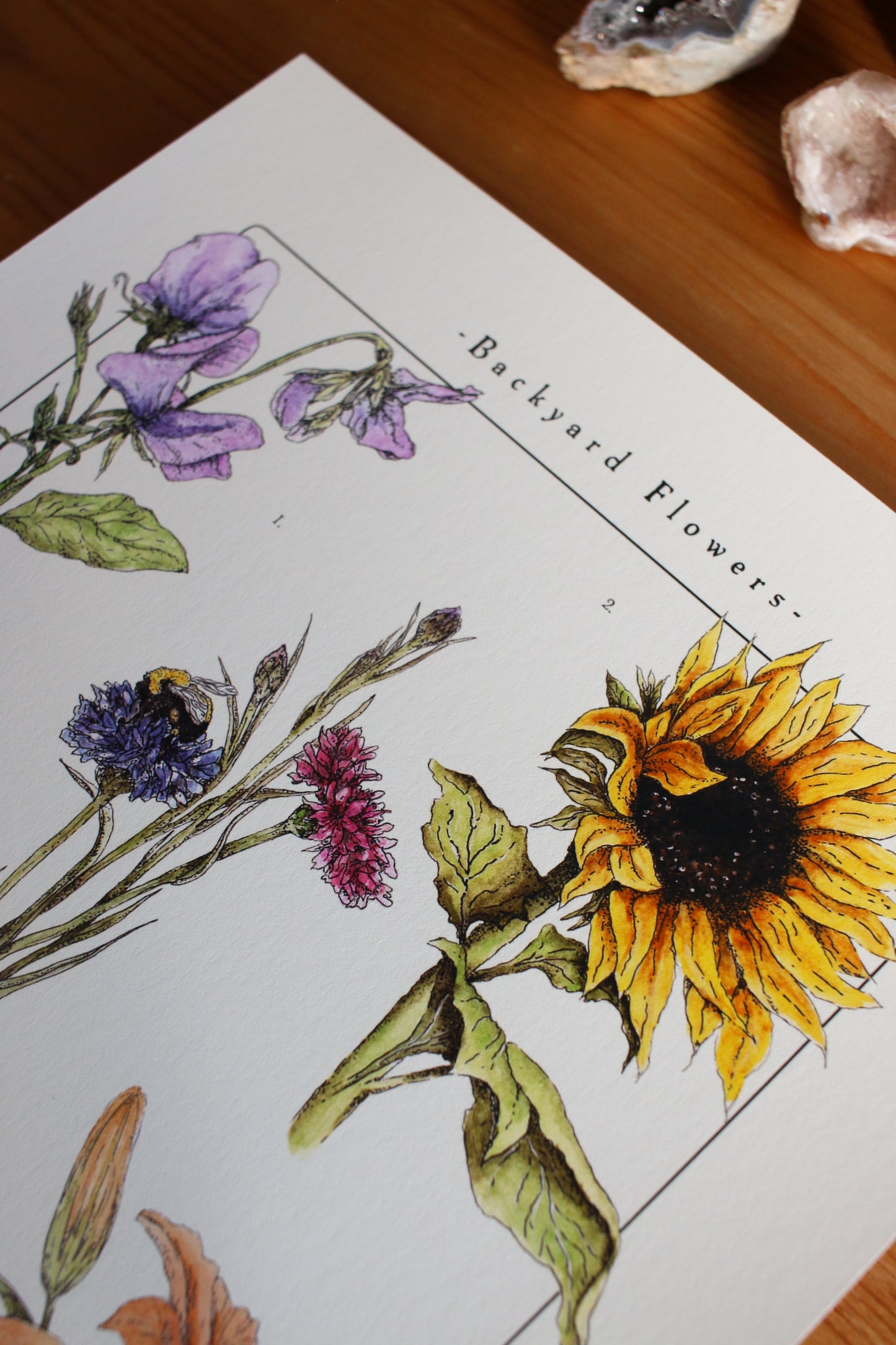 Backyard Flowers Print - Infographic