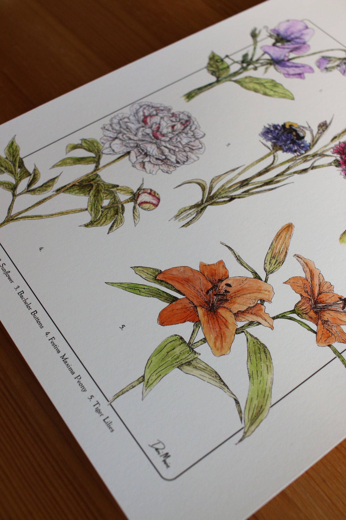 Backyard Flowers Print - Infographic