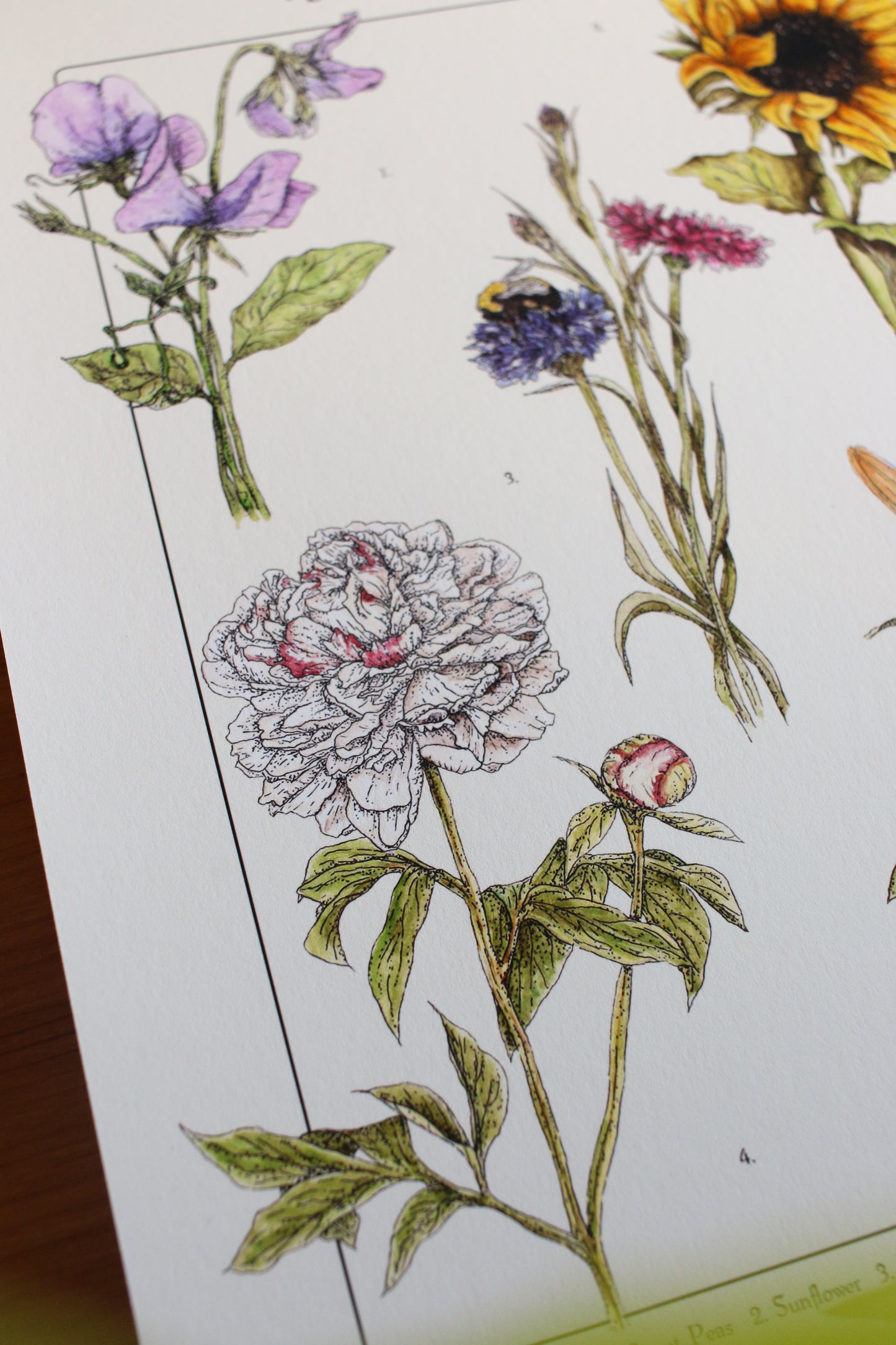 Backyard Flowers Print - Infographic