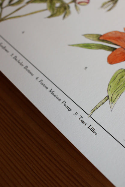 Backyard Flowers Print - Infographic