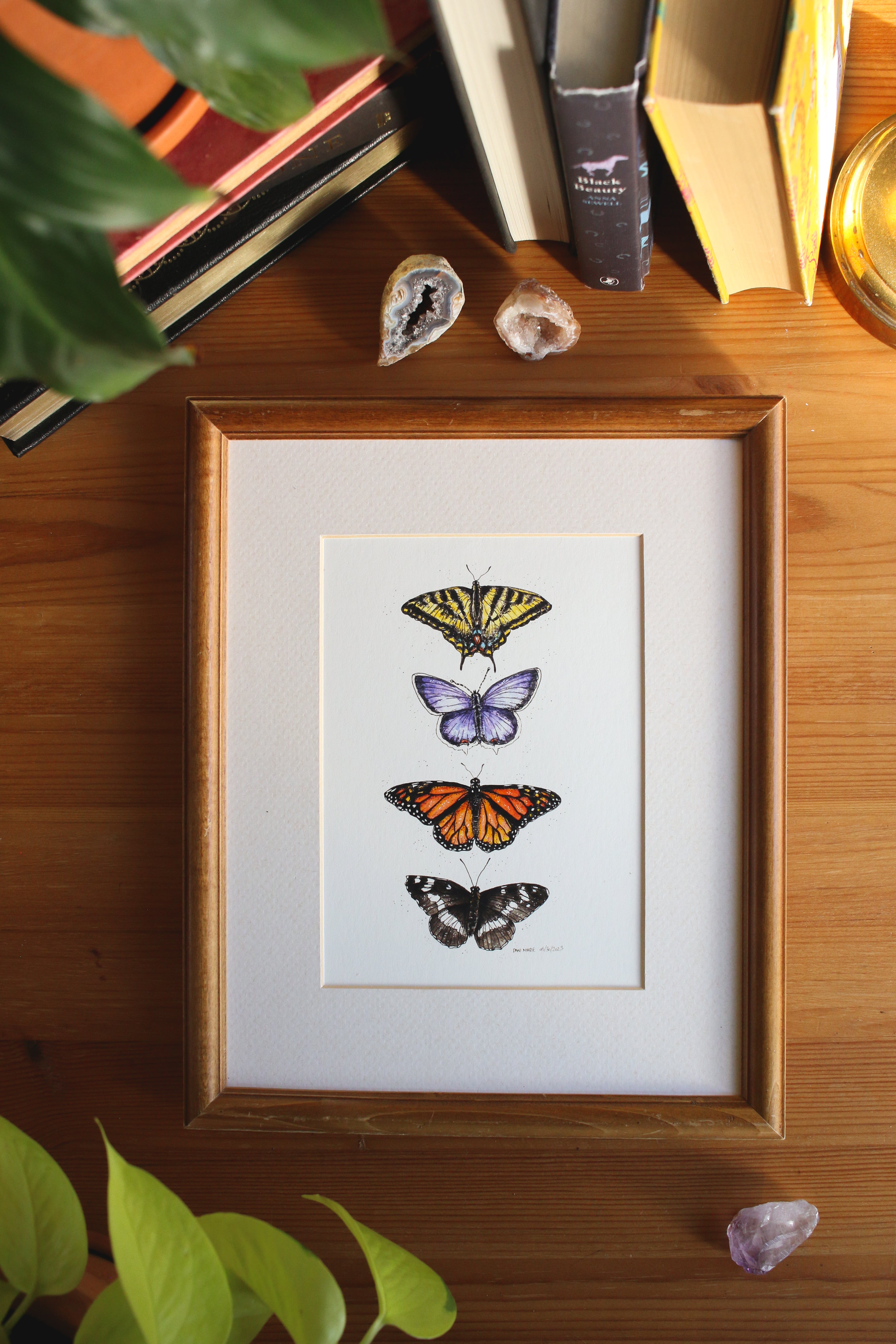 Butterflies - Group of 4