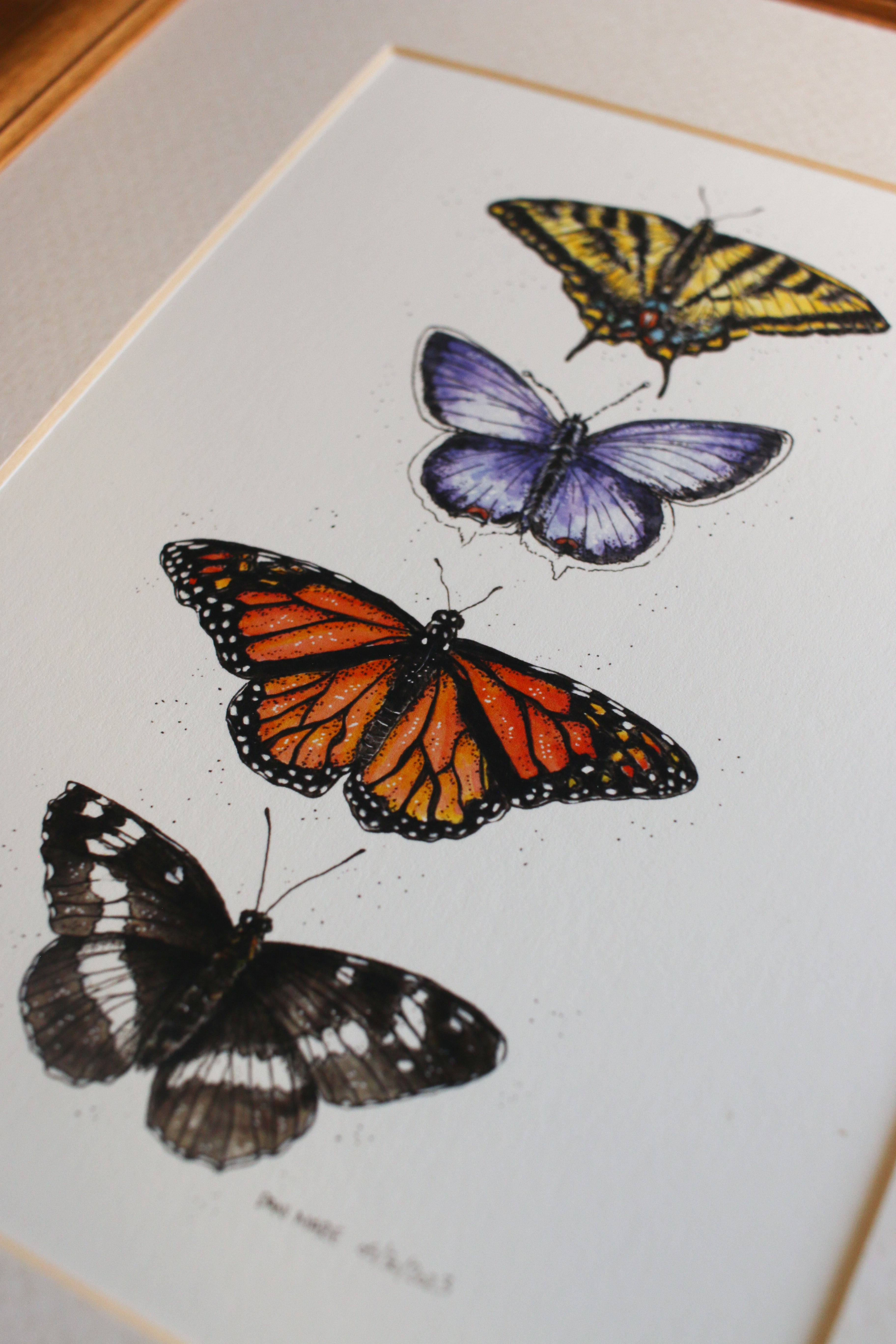 Butterflies - Group of 4