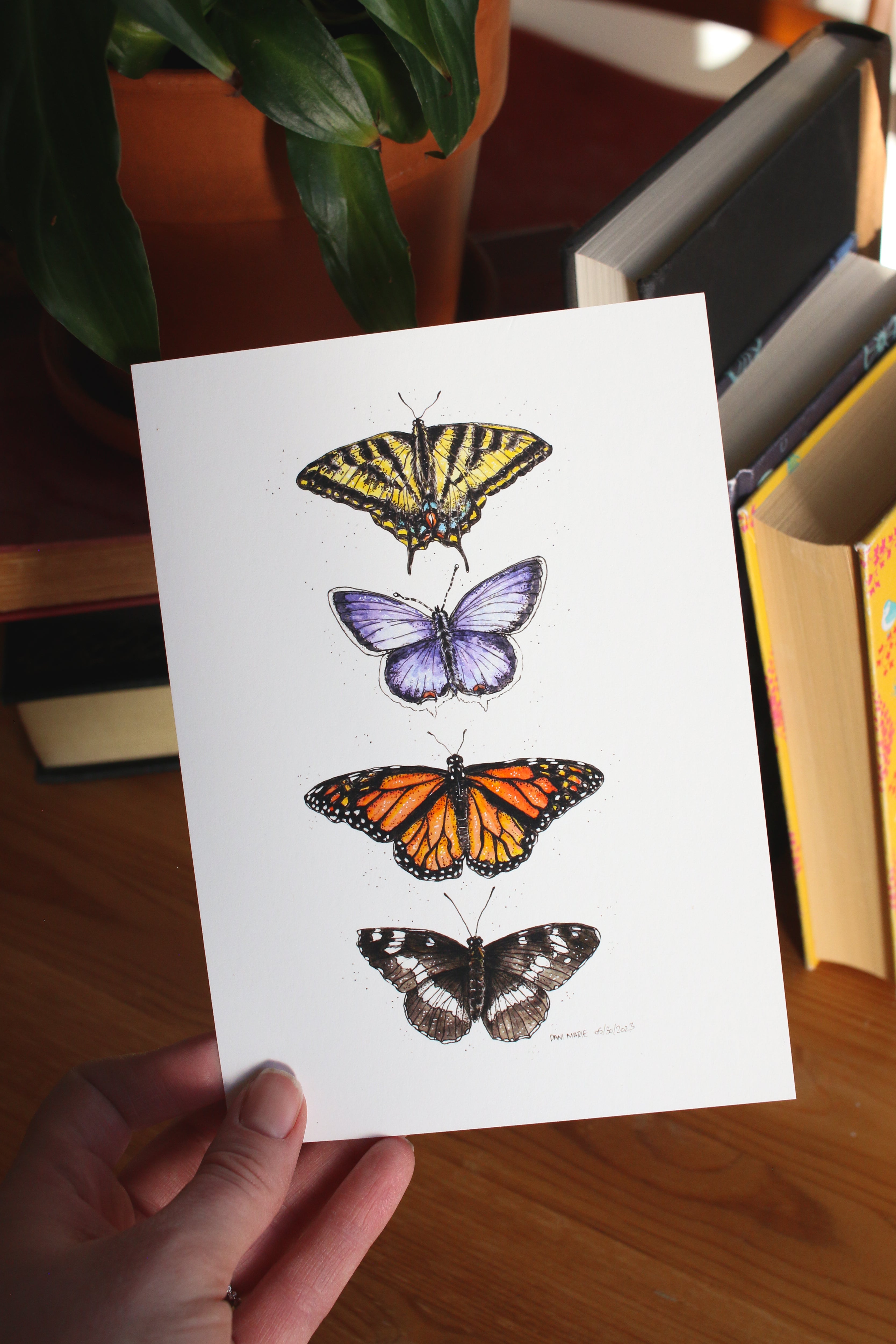 Butterflies - Group of 4