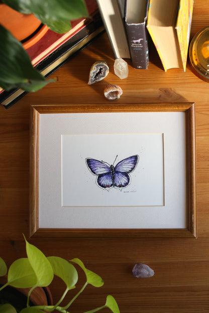 Butterfly - Eastern Tailed Blue