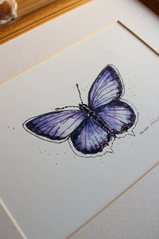 Butterfly - Eastern Tailed Blue