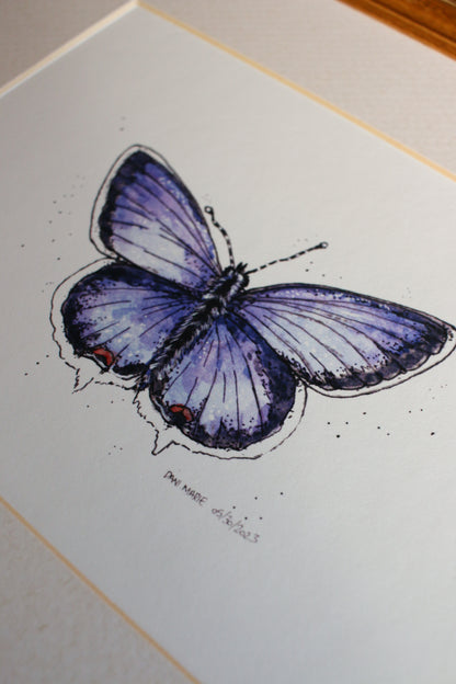 Butterfly - Eastern Tailed Blue