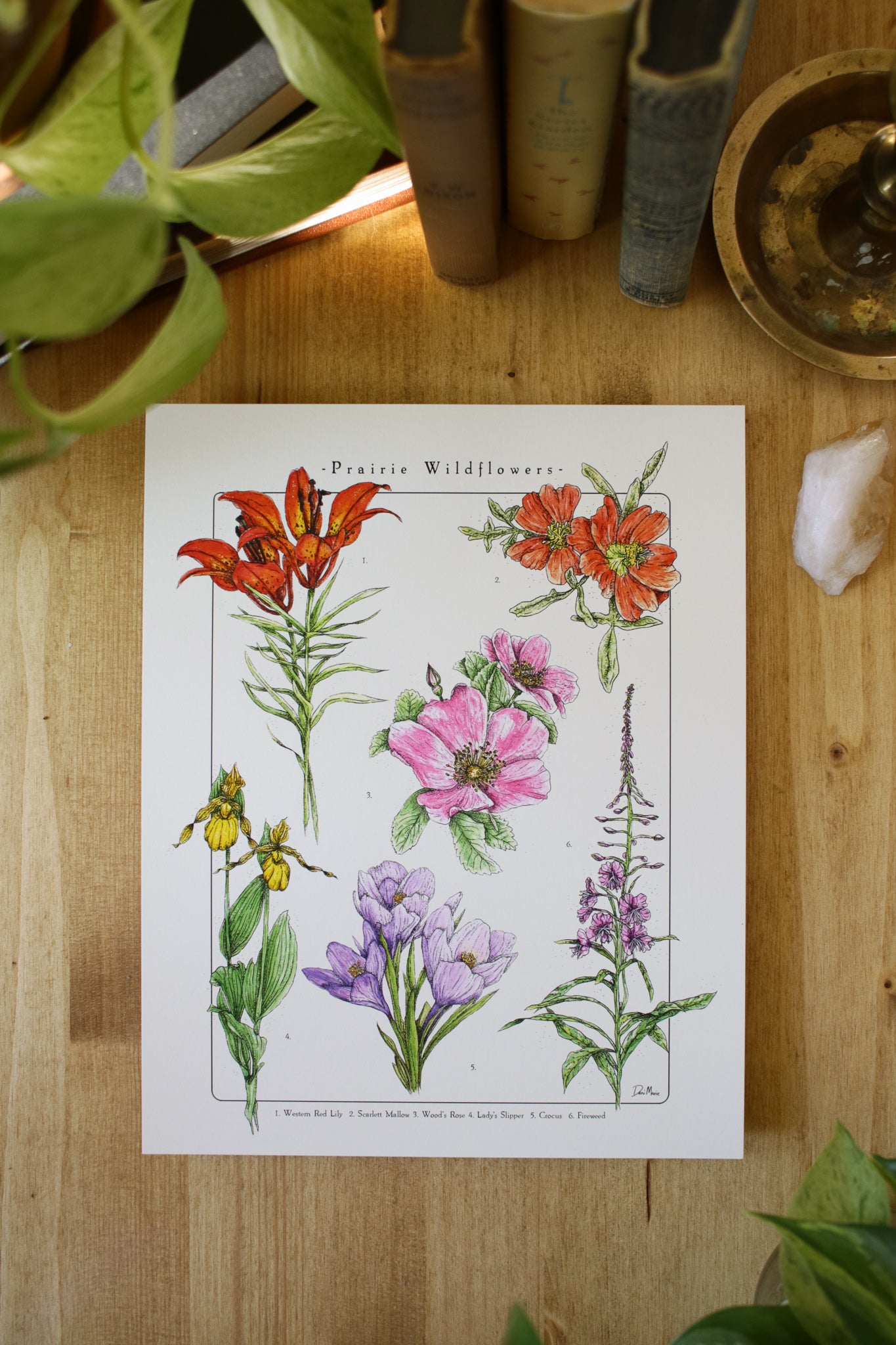 Prairie Wildflowers - Infographic